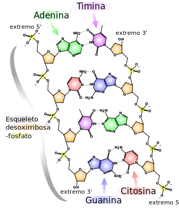 adn