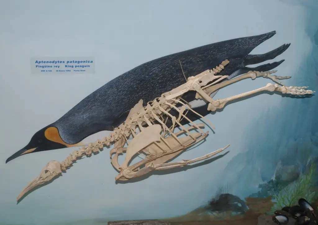 tiburón