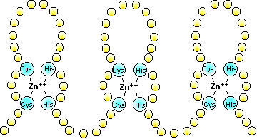 neuronas
