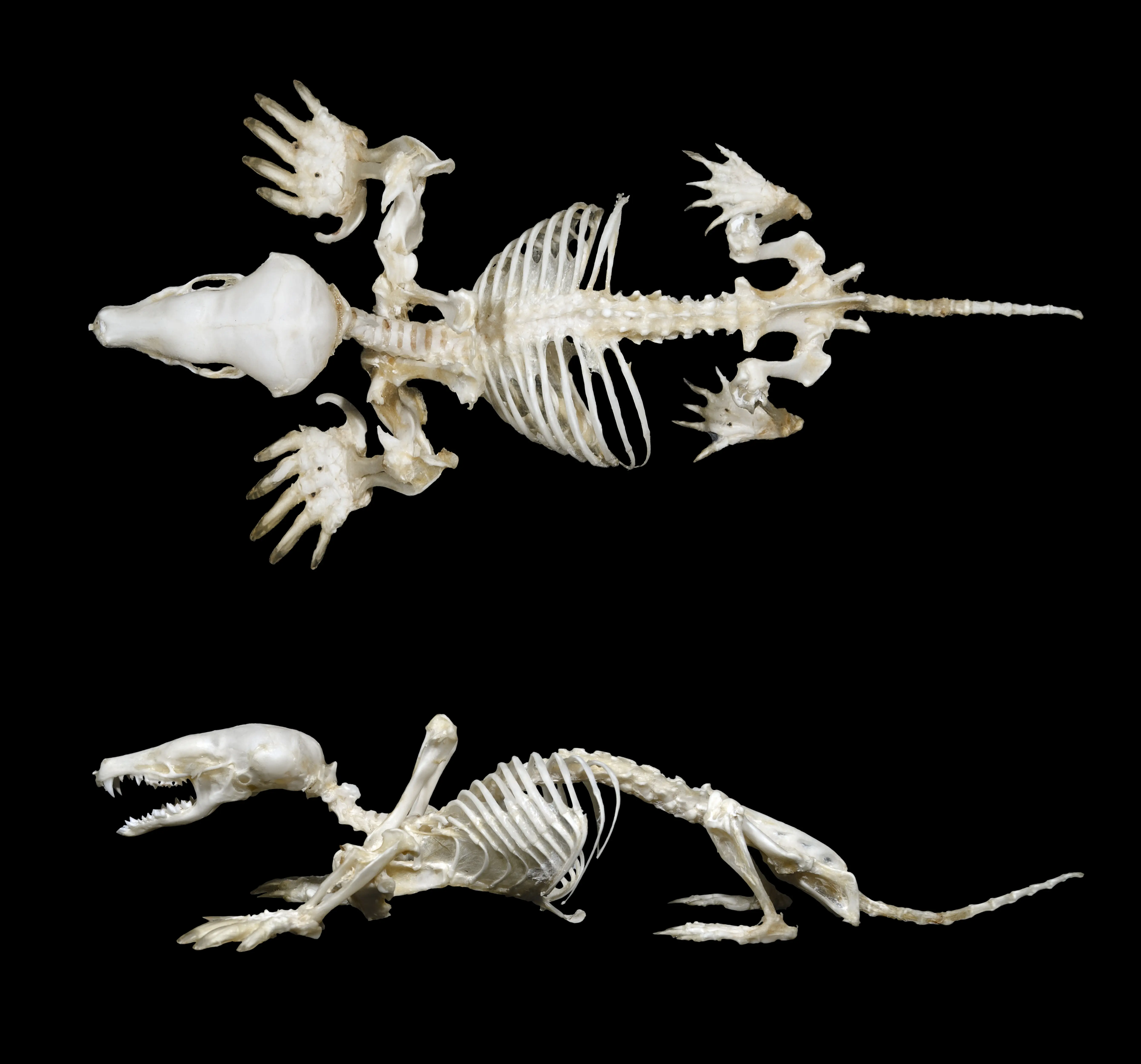 Dinosaurios