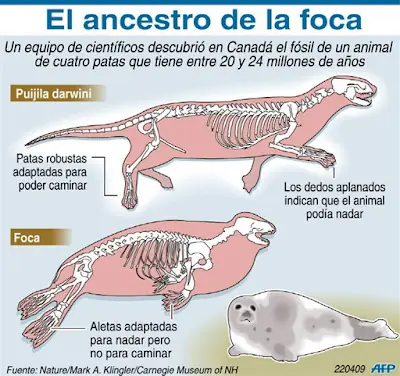 esqueleto