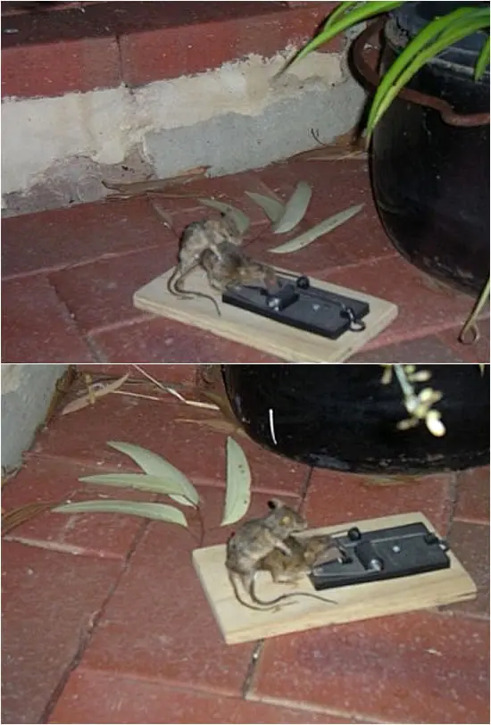graciosas