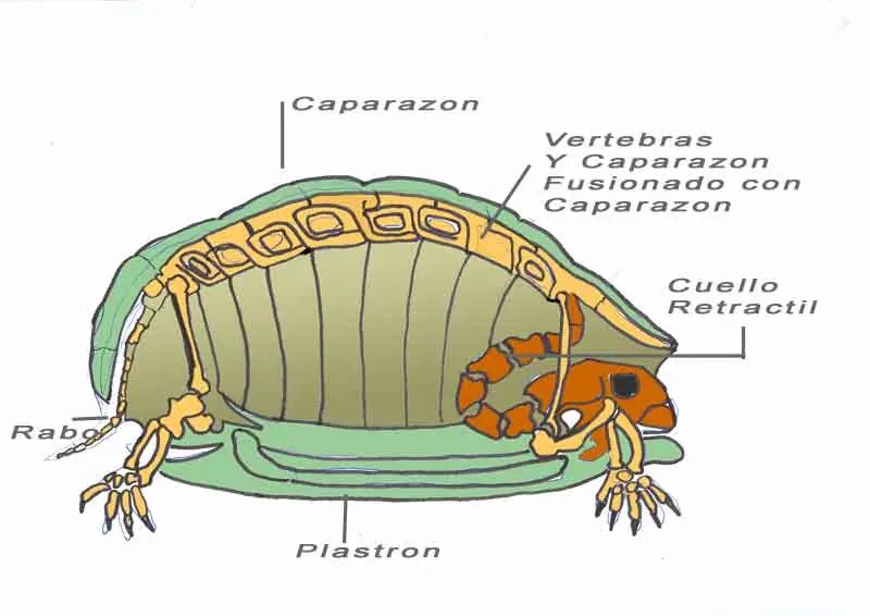 vestigio