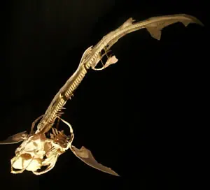 pelvis