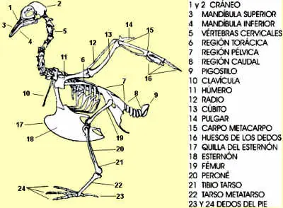 anatomía