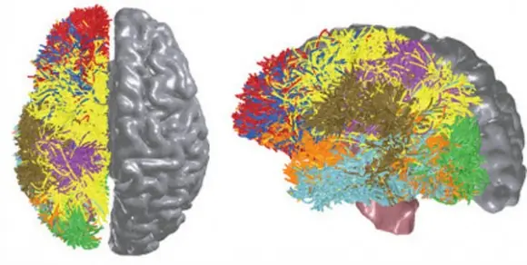 IBM diseña procesador imitando al cerebro