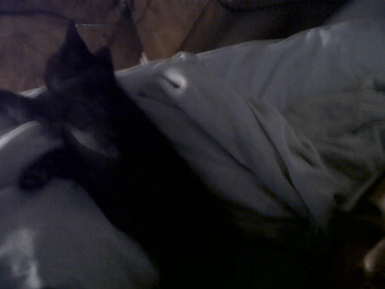 mi mascota