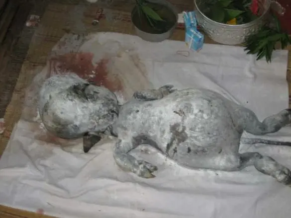 Extraña creatura encontrada en Tailandia