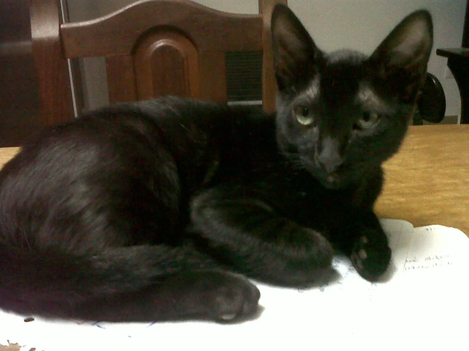mi mascota