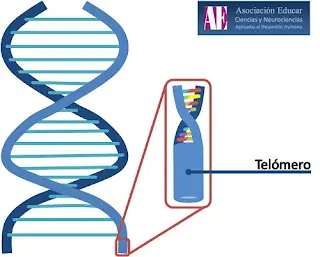 Neurociencias: El ejercicio prolonga la vida.