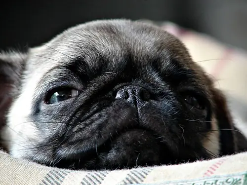 perros pug carlino raza