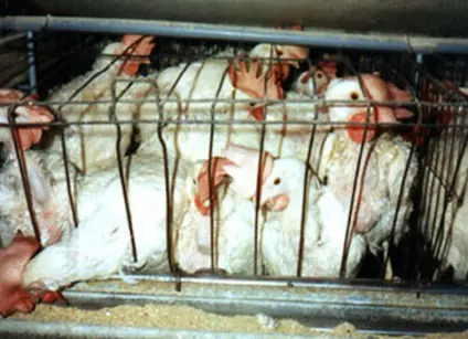 el camino a la cura de todas las enfermedades