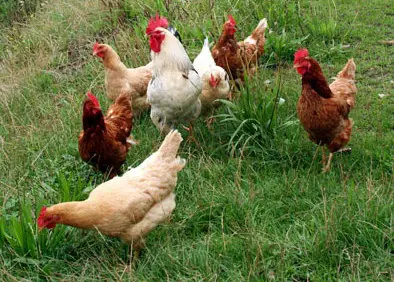 el camino a la cura de todas las enfermedades