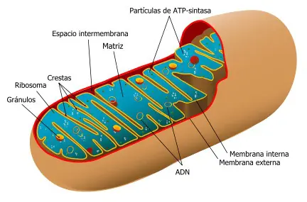 el camino a la cura de todas las enfermedades