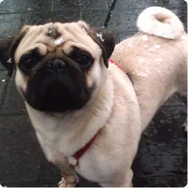 Raza Pug/Carlino