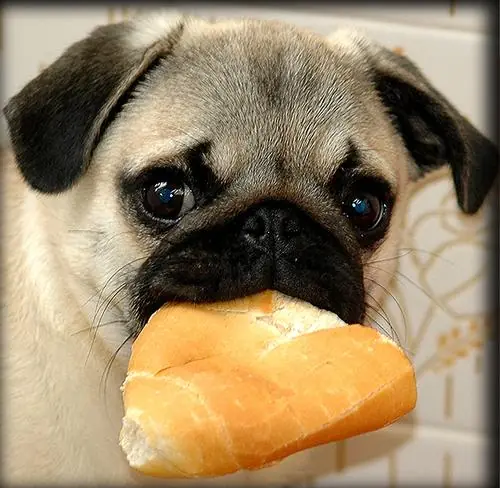 perros pug carlino raza