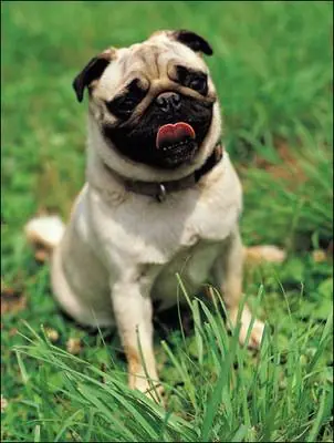 Raza Pug/Carlino