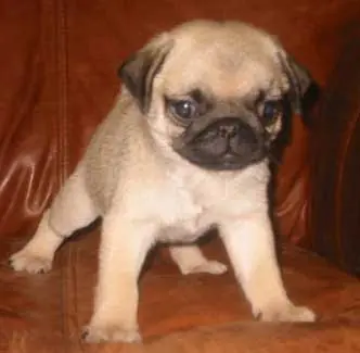 perros pug carlino raza