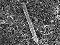 La bacteria más extraña que se conoce