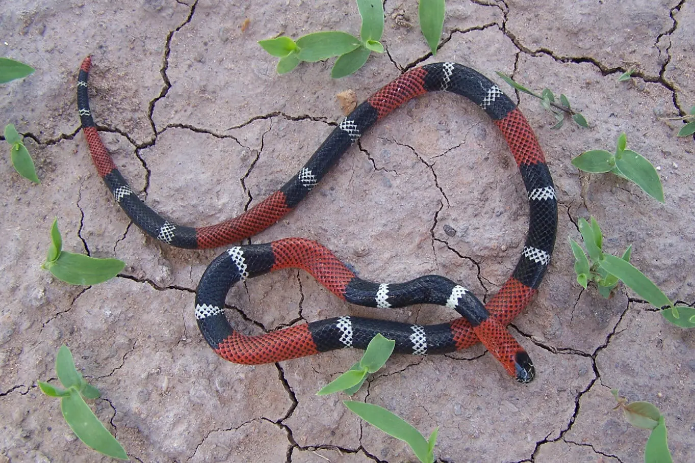 Serpiente coral común
