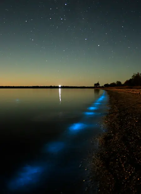 la bioluminiscencia en los lagos