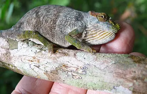 La serpiente que escupió una nueva especie de camaleón