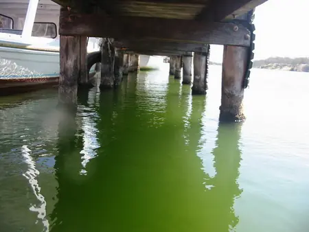 la bioluminiscencia en los lagos