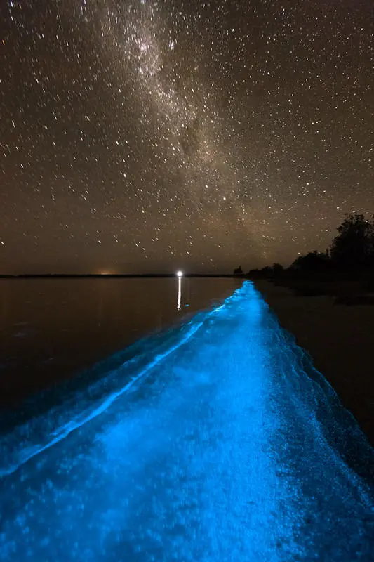 bioluminiscencia