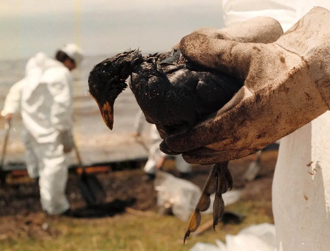 Los Daños por el derrame de petroleo
