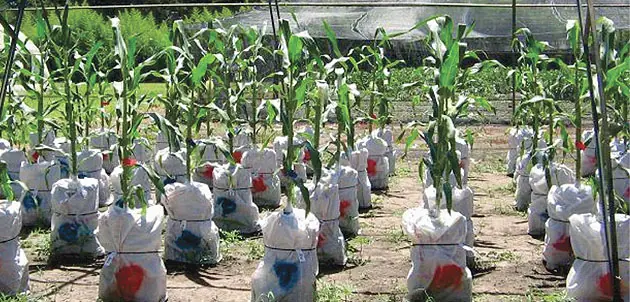 Nuevo cultivo aumentará la producción de alimentos