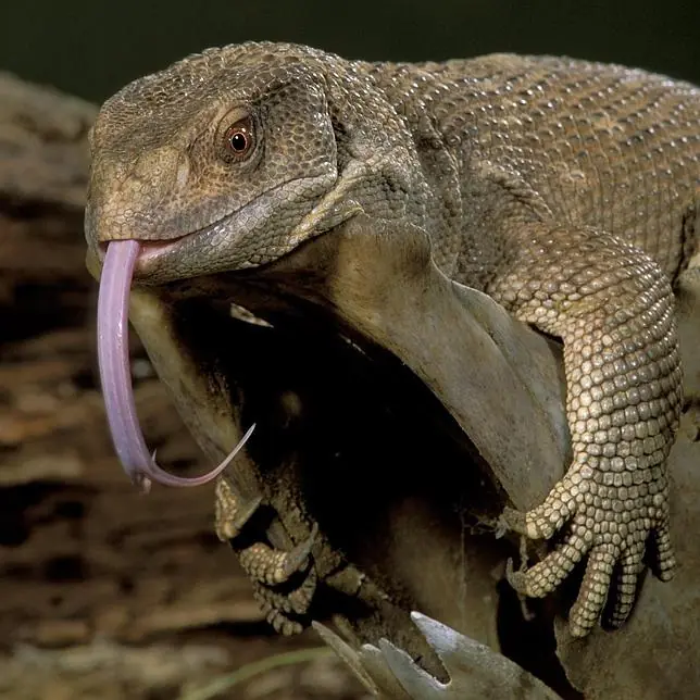 El secreto de la respiración del lagarto