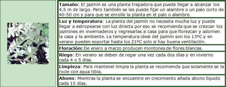 Como cuidar de tus plantas (y que no mueran)