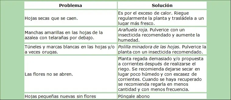 flores