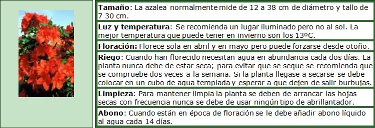 Como cuidar de tus plantas (y que no mueran)