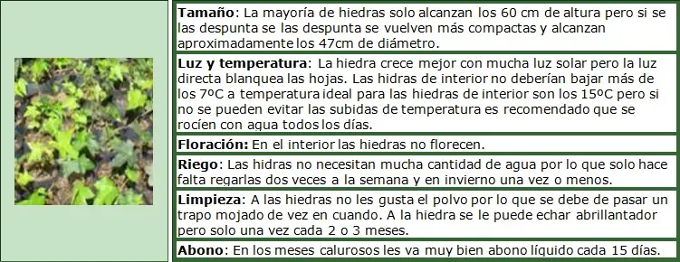 plantas