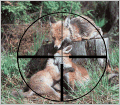 Animales
