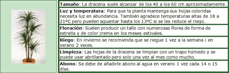 plantas