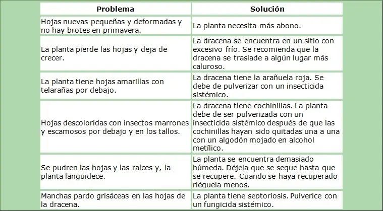 como cuidar
