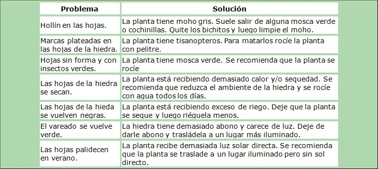 como cuidar