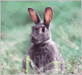 Animales