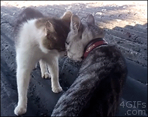 GIfs domingueros