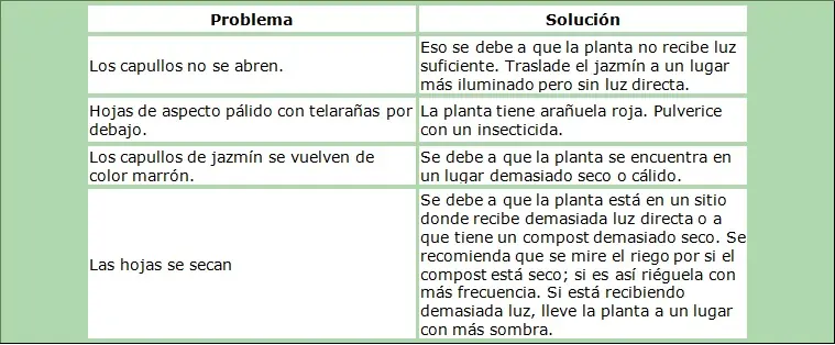 flores
