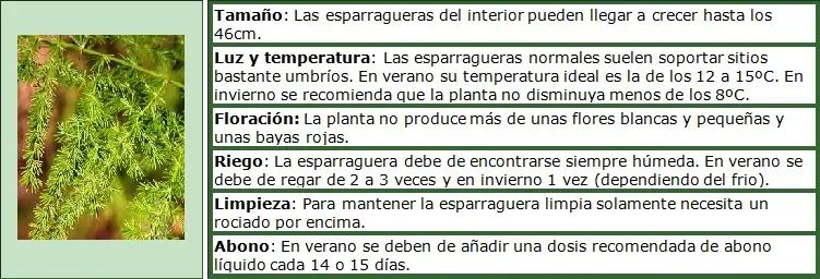 Como cuidar de tus plantas (y que no mueran)