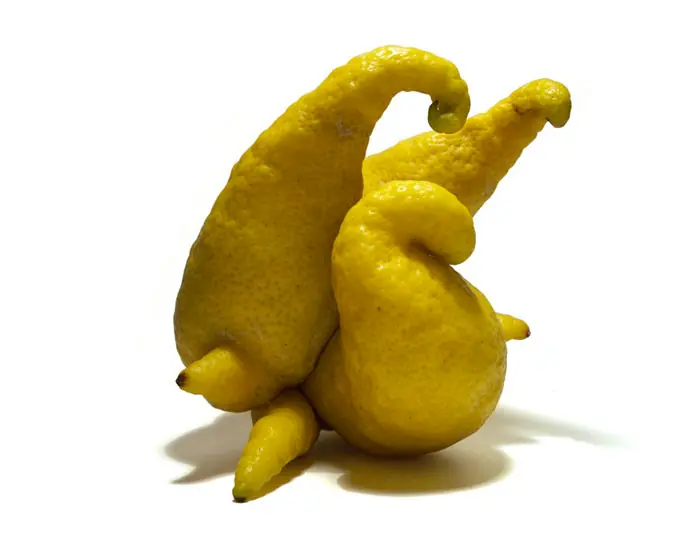 Frutas y verduras con formas graciosas