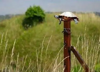 La tortuga en el poste