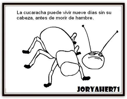 post. curiosidades