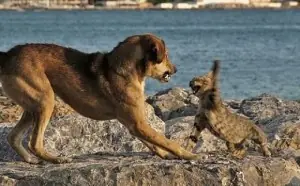 Se llevan como perro y gato... (Hecho por mi)