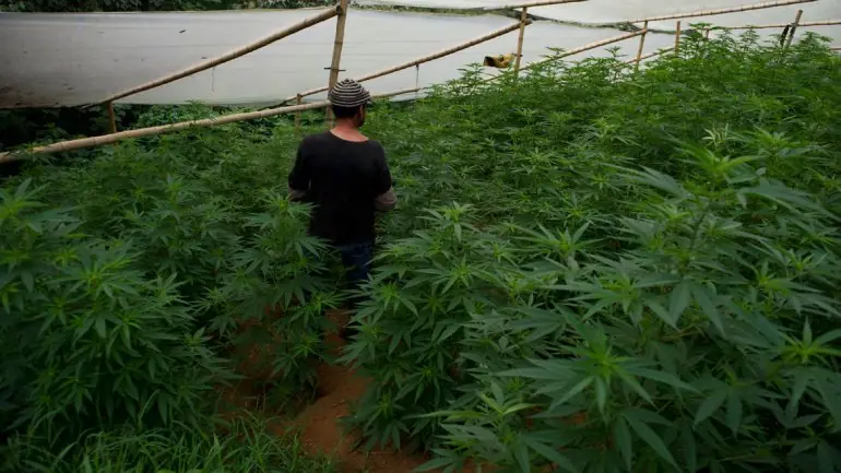 Marihuana - EEUU advirtió a Uruguay sobre infiltraciones na