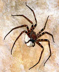araña Heteropoda