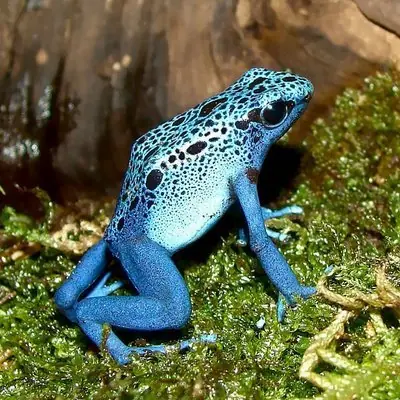 top 10 de las especies mas venenosas del mundo